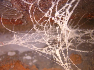 dusty cob web